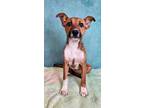 Adopt Starfire a Australian Shepherd, Mixed Breed