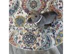 Adopt Rhaenyra a Pit Bull Terrier