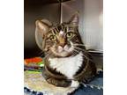 Adopt Zee a Domestic Short Hair