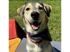 Adopt Domino a Husky