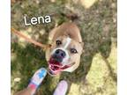 Adopt Lena a Boxer, Pit Bull Terrier