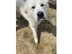 Adopt Joy a Great Pyrenees