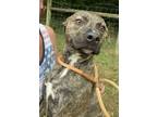 Adopt Remi a American Staffordshire Terrier