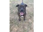 Adopt Rousey a American Staffordshire Terrier