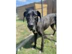 Adopt Roxy-Dane a Great Dane