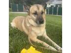 Adopt Bonnie a Shepherd