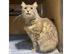 Adopt Persephony a Domestic Medium Hair