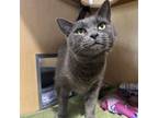 Adopt Sarabi a Domestic Short Hair