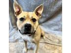 Adopt Dahlia a Pit Bull Terrier, Mixed Breed
