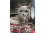 Adopt Fancy *Front Declawed* a Domestic Short Hair