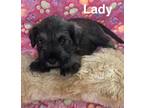 Adopt Lady a Schnauzer