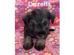 Adopt Drizella a Schnauzer