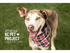 Adopt Athena a Siberian Husky, Mixed Breed