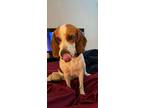 Adopt Babbii a Beagle