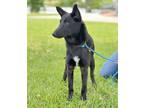 Adopt LILO a Collie, Border Collie