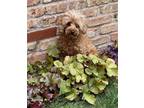 Adopt Sheila a Poodle