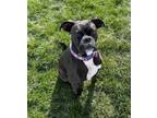 Adopt Roxy Girl a Boxer