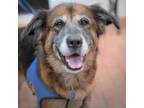 Adopt Dezzy a German Shepherd Dog, Australian Shepherd