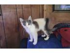 Adopt Swiss Fairfield a Domestic Short Hair