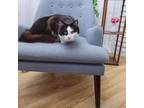 Adopt Jane Eyre a Domestic Short Hair