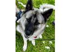Adopt Zoe a Siberian Husky