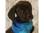 Adopt Twinkle Nose JuM a Black Labrador Retriever, Boxer