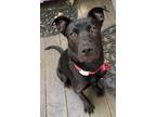 Adopt Tara a Labrador Retriever, Pit Bull Terrier