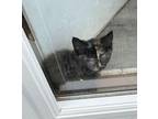 Adopt Savannah a Tortoiseshell