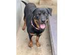 Adopt Stalla a Rottweiler, Mixed Breed