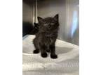 Adopt Jersey a Domestic Long Hair