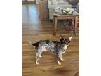 Adopt Paris a Australian Cattle Dog / Blue Heeler