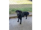 Adopt Jojo a Labrador Retriever