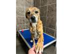 Adopt Tygra a Mountain Cur