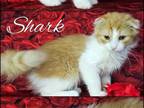 Shark