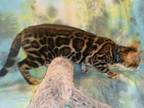Brown Female And Males Bengal Kittens