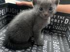 Russian Blue Little Babies
