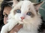 Purebred Male Bicolor Seal Point Ragdoll Kitten