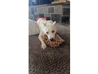 Adopt Pearl a Husky, Australian Shepherd