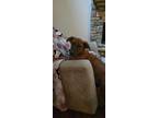 Adopt Sarah a Labrador Retriever, German Shepherd Dog