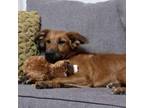 Adopt Milly a Labrador Retriever, German Shepherd Dog