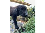 Adopt Macey a Australian Shepherd, German Shepherd Dog