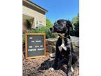 Adopt Molly a Australian Shepherd, German Shepherd Dog