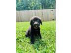 Adopt Maddie a Australian Shepherd, German Shepherd Dog