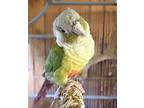 Zazu, Conure For Adoption In Ballwin, Missouri