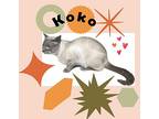 Koko, Siamese For Adoption In Harrisburg, North Carolina