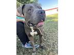 Helga, American Staffordshire Terrier For Adoption In Tulare, California