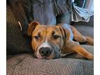 Backpack, American Pit Bull Terrier For Adoption In Clinton Township, Michigan
