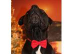 Michael, American Staffordshire Terrier For Adoption In Lawrenceburg, Tennessee