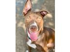Hazel, American Pit Bull Terrier For Adoption In Chico, California