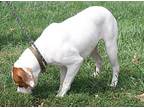 Laika, American Pit Bull Terrier For Adoption In Marietta, Ohio